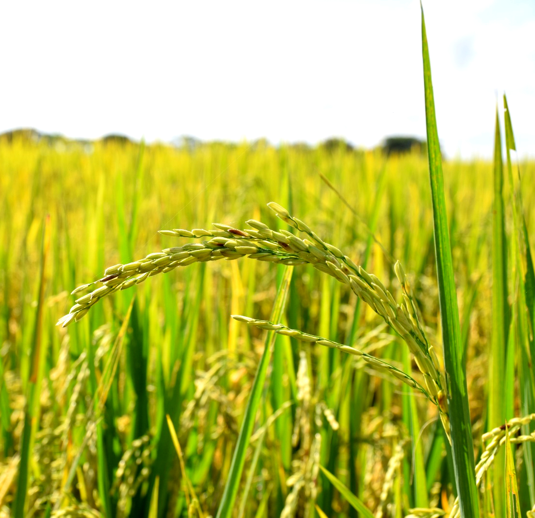 Siguen los diálogos entre arroceros y el Ministerio de Agricultura El